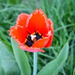 Serre oriente pour maximiser la lumiere naturelle