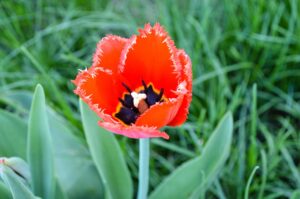 Serre oriente pour maximiser la lumiere naturelle